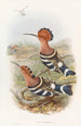 Huppe indienne - John Gould — widok dzieła