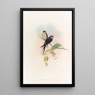 John Gould - Indian MosqueSwallow.webp