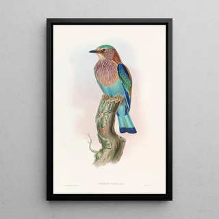 John Gould - Indian Roller.webp