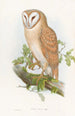 małego indyjskiego puchacza - John Gould — widok dzieła