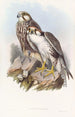 Faucon Jugger - John Gould — widok dzieła