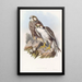 Faucon Jugger - John Gould — oprawiony obraz na ścianie
