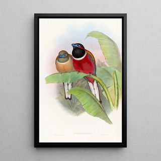 John Gould - Kasumba Trogon.webp