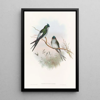 John Gould - Klecho TreeSwift.webp