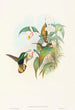Lafresnaya flavicaudata - John Gould — widok dzieła