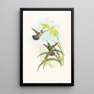 John Gould - Lampornis veraguensis.webp