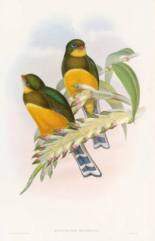 John Gould - Macklots Trogon.webp