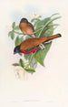 Trogon z Malakki - John Gould — widok dzieła