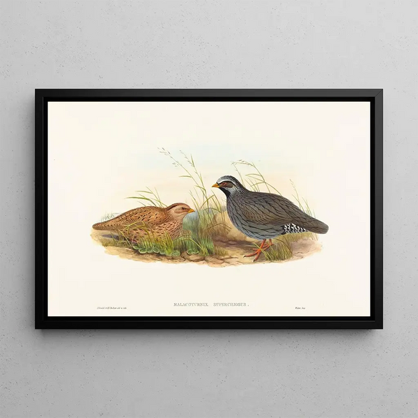 Malacoturnix superciliosus - John Gould — oprawiony obraz na ścianie