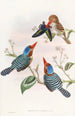 kolorowego jerzyka - John Gould — widok dzieła