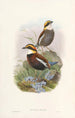 Monografia des Pittidae Pl03 - John Gould — widok dzieła