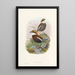 Monografia des Pittidae Pl03 - John Gould — oprawiony obraz na ścianie