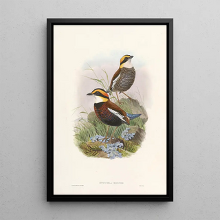 John Gould - Monograph of the Pittidae Pl03.webp