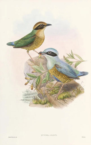 John Gould - Monograph of the Pittidae Pl06.webp