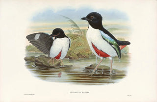 John Gould - Monograph of the Pittidae Pl07.webp
