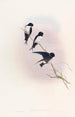 Hirondelle de Népal - John Gould — widok dzieła