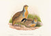 Perdix barbata - John Gould — widok dzieła