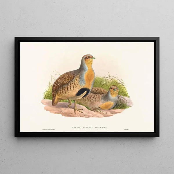 Perdix barbata - John Gould — oprawiony obraz na ścianie