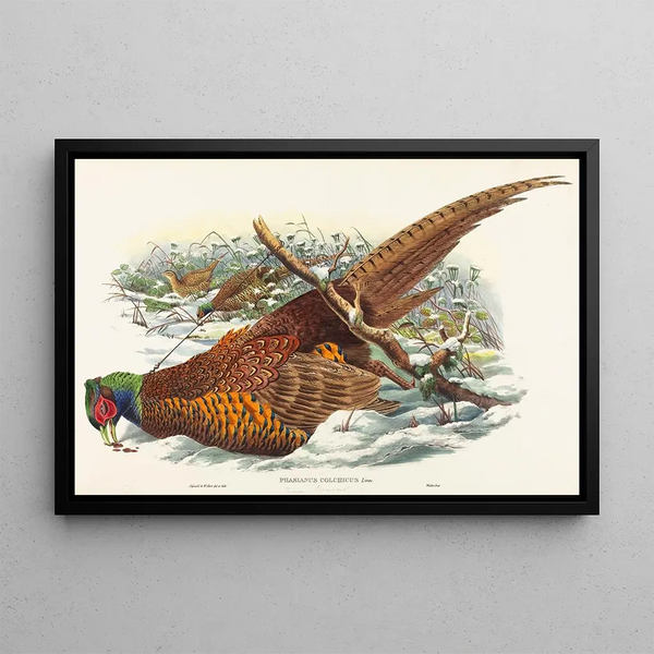 Phasianus colchicus - John Gould — oprawiony obraz na ścianie