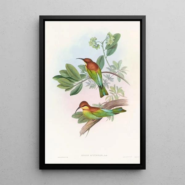 John Gould - Pirik Beeeater.webp