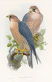 Faucon à nuque rouge - John Gould — widok dzieła