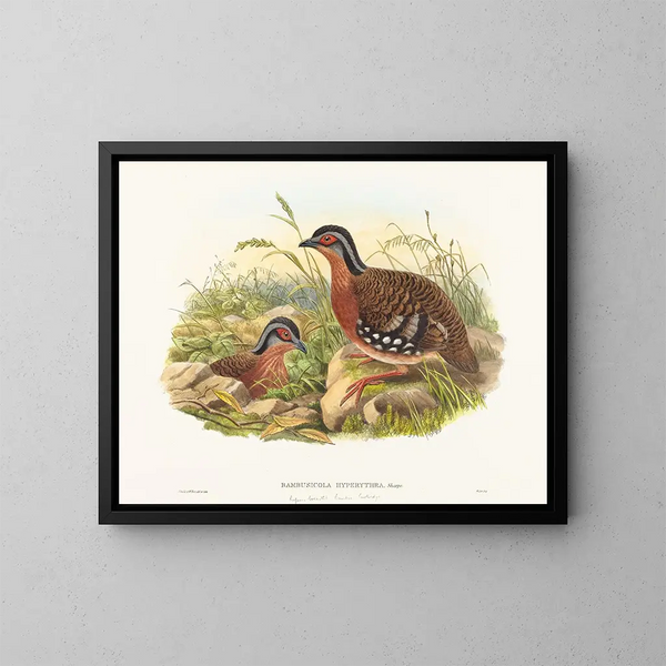 Perdreau de bambou à poitrine rousse - John Gould — oprawiony obraz na ścianie