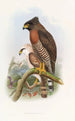 Spilornis à poitrine rousse - John Gould — widok dzieła