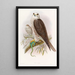 Faucon sacré - John Gould — oprawiony obraz na ścianie