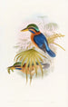Sępa sumatrzańskiego - John Gould — widok dzieła