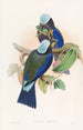 Rollier de Temminck - John Gould — widok dzieła