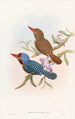 jerzyka z Tenasserim - John Gould — widok dzieła