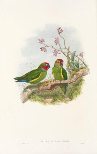 John Gould - The Birds of New Guinea and the adjacent Papuan islands Pl03.webp