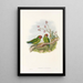 Ptaki Nowej Gwinei i sąsiednich wysp Papui Pl03 - John Gould — oprawiony obraz na ścianie