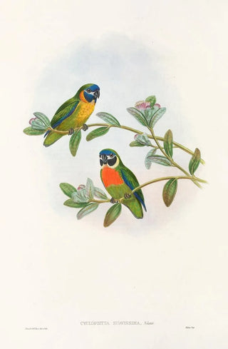 John Gould - The Birds of New Guinea and the adjacent Papuan islands Pl05.webp