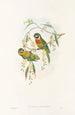 Ptaki Nowej Gwinei i sąsiednich wysp Papui Pl06 - John Gould — widok dzieła