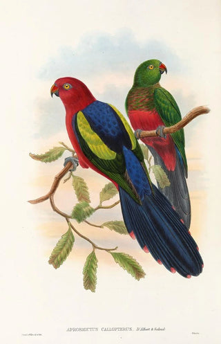 John Gould - The Birds of New Guinea and the adjacent Papuan islands Pl09.webp