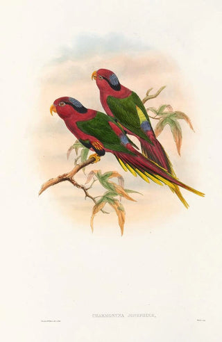 John Gould - The Birds of New Guinea and the adjacent Papuan islands Pl12.webp