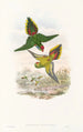 Ptaki Nowej Gwinei i sąsiednich wysp Papui Pl16 - John Gould — widok dzieła