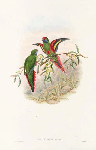 John Gould - The Birds of New Guinea and the adjacent Papuan islands Pl18.webp