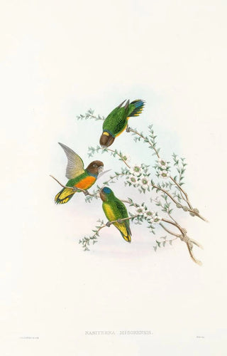 John Gould - The Birds of New Guinea and the adjacent Papuan islands Pl23.webp