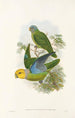 Ptaki Nowej Gwinei i sąsiednich wysp Papui Pl28 - John Gould — widok dzieła