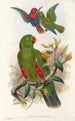 Ptaki Nowej Gwinei i sąsiednich wysp Papui Pl31 - John Gould — widok dzieła