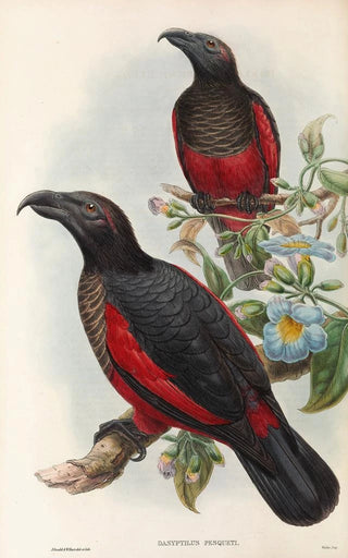 John Gould - The Birds of New Guinea and the adjacent Papuan islands Pl33.webp