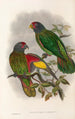 Ptaki Nowej Gwinei i sąsiednich wysp Papui Pl38 - John Gould — widok dzieła