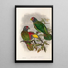 Ptaki Nowej Gwinei i sąsiednich wysp Papui Pl38 - John Gould — oprawiony obraz na ścianie