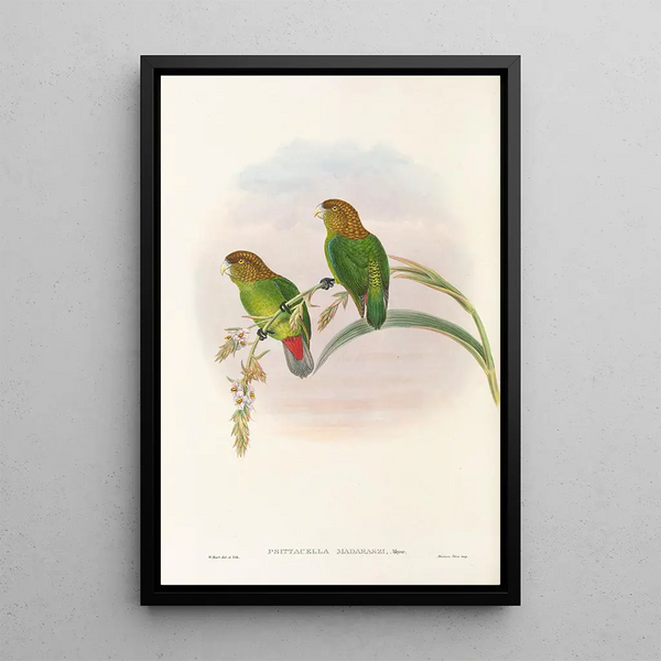 John Gould - The Birds of New Guinea and the adjacent Papuan islands Pl40.webp