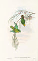 Ptaki Nowej Gwinei i sąsiednich wysp Papui Pl43 - John Gould — widok dzieła