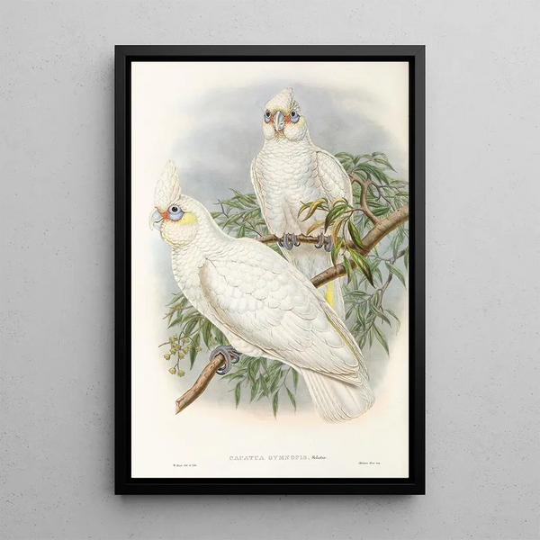 John Gould - The Birds of New Guinea and the adjacent Papuan islands Pl46.webp