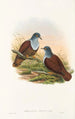 Ptaki Nowej Gwinei i sąsiednich wysp Papui Pl49 - John Gould — widok dzieła