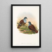 Ptaki Nowej Gwinei i sąsiednich wysp Papui Pl49 - John Gould — oprawiony obraz na ścianie